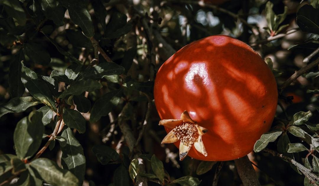 Η ροδιά και η λεύκα