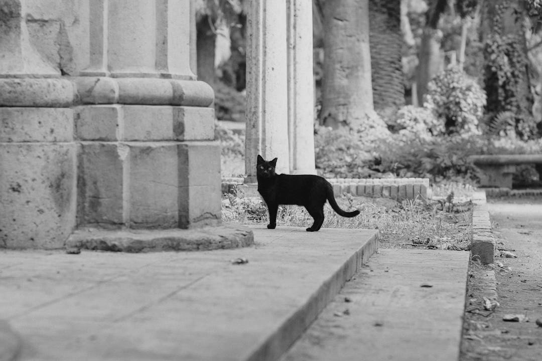 Ιστορίες από το περιοδικό “Weird Literature” – Η εκδίκηση της μάγισσας