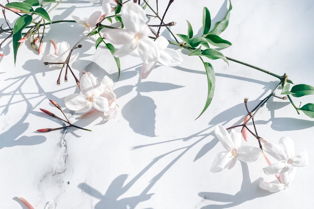 Γιασεμί, όπως… αγάπη!