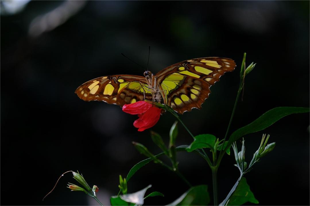 Η Νυχτερινή